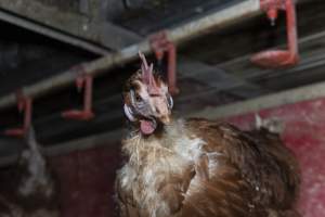 Chicken with missing feathers - Farm Pride supplies free range and cage free eggs to major supermarkets under their own brand and is also a supplier for Coles brand free range eggs. Their Bears Lagoon farm supplies free range eggs from a system described by The Age as 'intensive free-range farming.'
In these sheds tens of thousands of birds struggle for space in filthy sheds. Hens showed evidence of reproductive illnesses and feather pecking, including missing feathers from their wings and necks. One chicken was filmed with a twisted, deformed leg, while others showed clear signs of being bullied by being pecked by other chickens.
Naturally, hens would form small groups with an established 'pecking order', however in these sheds, tens of thousands of birds are packed tightly together with only metal bars to perch on. This causes aggression, fighting and even cannibalisation which is recognised as the second most common cause of death on free range egg farms. - Captured at Farm Pride Bears Lagoon - Site 1, Bears Lagoon VIC Australia.