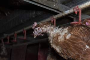 Chicken with missing feathers - Farm Pride supplies free range and cage free eggs to major supermarkets under their own brand and is also a supplier for Coles brand free range eggs. Their Bears Lagoon farm supplies free range eggs from a system described by The Age as 'intensive free-range farming.'
In these sheds tens of thousands of birds struggle for space in filthy sheds. Hens showed evidence of reproductive illnesses and feather pecking, including missing feathers from their wings and necks. One chicken was filmed with a twisted, deformed leg, while others showed clear signs of being bullied by being pecked by other chickens.
Naturally, hens would form small groups with an established 'pecking order', however in these sheds, tens of thousands of birds are packed tightly together with only metal bars to perch on. This causes aggression, fighting and even cannibalisation which is recognised as the second most common cause of death on free range egg farms. - Captured at Farm Pride Bears Lagoon - Site 1, Bears Lagoon VIC Australia.