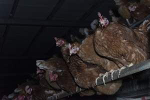 Chickens on perches - Farm Pride supplies free range and cage free eggs to major supermarkets under their own brand and is also a supplier for Coles brand free range eggs. Their Bears Lagoon farm supplies free range eggs from a system described by The Age as 'intensive free-range farming.'
In these sheds tens of thousands of birds struggle for space in filthy sheds. Hens showed evidence of reproductive illnesses and feather pecking, including missing feathers from their wings and necks. One chicken was filmed with a twisted, deformed leg, while others showed clear signs of being bullied by being pecked by other chickens.
Naturally, hens would form small groups with an established 'pecking order', however in these sheds, tens of thousands of birds are packed tightly together with only metal bars to perch on. This causes aggression, fighting and even cannibalisation which is recognised as the second most common cause of death on free range egg farms. - Captured at Farm Pride Bears Lagoon - Site 1, Bears Lagoon VIC Australia.