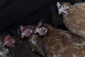 Chickens on perches - Farm Pride supplies free range and cage free eggs to major supermarkets under their own brand and is also a supplier for Coles brand free range eggs. Their Bears Lagoon farm supplies free range eggs from a system described by The Age as 'intensive free-range farming.'
In these sheds tens of thousands of birds struggle for space in filthy sheds. Hens showed evidence of reproductive illnesses and feather pecking, including missing feathers from their wings and necks. One chicken was filmed with a twisted, deformed leg, while others showed clear signs of being bullied by being pecked by other chickens.
Naturally, hens would form small groups with an established 'pecking order', however in these sheds, tens of thousands of birds are packed tightly together with only metal bars to perch on. This causes aggression, fighting and even cannibalisation which is recognised as the second most common cause of death on free range egg farms. - Captured at Farm Pride Bears Lagoon - Site 1, Bears Lagoon VIC Australia.