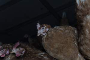 Free-Range Eggs Investigation 2025 - Farm Pride supplies free range and cage free eggs to major supermarkets under their own brand and is also a supplier for Coles brand free range eggs. Their Bears Lagoon farm supplies free range eggs from a system described by The Age as 'intensive free-range farming.'
In these sheds tens of thousands of birds struggle for space in filthy sheds. Hens showed evidence of reproductive illnesses and feather pecking, including missing feathers from their wings and necks. One chicken was filmed with a twisted, deformed leg, while others showed clear signs of being bullied by being pecked by other chickens.
Naturally, hens would form small groups with an established 'pecking order', however in these sheds, tens of thousands of birds are packed tightly together with only metal bars to perch on. This causes aggression, fighting and even cannibalisation which is recognised as the second most common cause of death on free range egg farms. - Captured at Farm Pride Bears Lagoon - Site 1, Bears Lagoon VIC Australia.