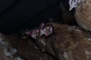 Free-Range Eggs Investigation 2025 - Farm Pride supplies free range and cage free eggs to major supermarkets under their own brand and is also a supplier for Coles brand free range eggs. Their Bears Lagoon farm supplies free range eggs from a system described by The Age as 'intensive free-range farming.'
In these sheds tens of thousands of birds struggle for space in filthy sheds. Hens showed evidence of reproductive illnesses and feather pecking, including missing feathers from their wings and necks. One chicken was filmed with a twisted, deformed leg, while others showed clear signs of being bullied by being pecked by other chickens.
Naturally, hens would form small groups with an established 'pecking order', however in these sheds, tens of thousands of birds are packed tightly together with only metal bars to perch on. This causes aggression, fighting and even cannibalisation which is recognised as the second most common cause of death on free range egg farms. - Captured at Farm Pride Bears Lagoon - Site 1, Bears Lagoon VIC Australia.