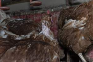 Hen with missing feathers - Farm Pride supplies free range and cage free eggs to major supermarkets under their own brand and is also a supplier for Coles brand free range eggs. Their Bears Lagoon farm supplies free range eggs from a system described by The Age as 'intensive free-range farming.'
In these sheds tens of thousands of birds struggle for space in filthy sheds. Hens showed evidence of reproductive illnesses and feather pecking, including missing feathers from their wings and necks. One chicken was filmed with a twisted, deformed leg, while others showed clear signs of being bullied by being pecked by other chickens.
Naturally, hens would form small groups with an established 'pecking order', however in these sheds, tens of thousands of birds are packed tightly together with only metal bars to perch on. This causes aggression, fighting and even cannibalisation which is recognised as the second most common cause of death on free range egg farms. - Captured at Farm Pride Bears Lagoon - Site 1, Bears Lagoon VIC Australia.