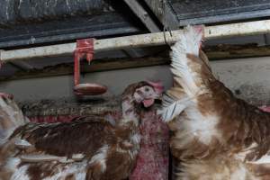 Hen with missing feathers - Farm Pride supplies free range and cage free eggs to major supermarkets under their own brand and is also a supplier for Coles brand free range eggs. Their Bears Lagoon farm supplies free range eggs from a system described by The Age as 'intensive free-range farming.'
In these sheds tens of thousands of birds struggle for space in filthy sheds. Hens showed evidence of reproductive illnesses and feather pecking, including missing feathers from their wings and necks. One chicken was filmed with a twisted, deformed leg, while others showed clear signs of being bullied by being pecked by other chickens.
Naturally, hens would form small groups with an established 'pecking order', however in these sheds, tens of thousands of birds are packed tightly together with only metal bars to perch on. This causes aggression, fighting and even cannibalisation which is recognised as the second most common cause of death on free range egg farms. - Captured at Farm Pride Bears Lagoon - Site 1, Bears Lagoon VIC Australia.