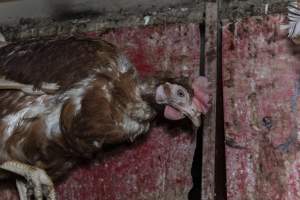 Hen with missing feathers - Farm Pride supplies free range and cage free eggs to major supermarkets under their own brand and is also a supplier for Coles brand free range eggs. Their Bears Lagoon farm supplies free range eggs from a system described by The Age as 'intensive free-range farming.'
In these sheds tens of thousands of birds struggle for space in filthy sheds. Hens showed evidence of reproductive illnesses and feather pecking, including missing feathers from their wings and necks. One chicken was filmed with a twisted, deformed leg, while others showed clear signs of being bullied by being pecked by other chickens.
Naturally, hens would form small groups with an established 'pecking order', however in these sheds, tens of thousands of birds are packed tightly together with only metal bars to perch on. This causes aggression, fighting and even cannibalisation which is recognised as the second most common cause of death on free range egg farms. - Captured at Farm Pride Bears Lagoon - Site 1, Bears Lagoon VIC Australia.