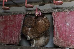 Free-Range Eggs Investigation 2025 - Farm Pride supplies free range and cage free eggs to major supermarkets under their own brand and is also a supplier for Coles brand free range eggs. Their Bears Lagoon farm supplies free range eggs from a system described by The Age as 'intensive free-range farming.'
In these sheds tens of thousands of birds struggle for space in filthy sheds. Hens showed evidence of reproductive illnesses and feather pecking, including missing feathers from their wings and necks. One chicken was filmed with a twisted, deformed leg, while others showed clear signs of being bullied by being pecked by other chickens.
Naturally, hens would form small groups with an established 'pecking order', however in these sheds, tens of thousands of birds are packed tightly together with only metal bars to perch on. This causes aggression, fighting and even cannibalisation which is recognised as the second most common cause of death on free range egg farms. - Captured at Farm Pride Bears Lagoon - Site 1, Bears Lagoon VIC Australia.