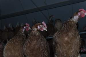 Free-Range Eggs Investigation 2025 - Farm Pride supplies free range and cage free eggs to major supermarkets under their own brand and is also a supplier for Coles brand free range eggs. Their Bears Lagoon farm supplies free range eggs from a system described by The Age as 'intensive free-range farming.'
In these sheds tens of thousands of birds struggle for space in filthy sheds. Hens showed evidence of reproductive illnesses and feather pecking, including missing feathers from their wings and necks. One chicken was filmed with a twisted, deformed leg, while others showed clear signs of being bullied by being pecked by other chickens.
Naturally, hens would form small groups with an established 'pecking order', however in these sheds, tens of thousands of birds are packed tightly together with only metal bars to perch on. This causes aggression, fighting and even cannibalisation which is recognised as the second most common cause of death on free range egg farms. - Captured at Farm Pride Bears Lagoon - Site 1, Bears Lagoon VIC Australia.