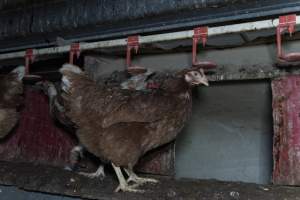 Free-Range Eggs Investigation 2025 - Farm Pride supplies free range and cage free eggs to major supermarkets under their own brand and is also a supplier for Coles brand free range eggs. Their Bears Lagoon farm supplies free range eggs from a system described by The Age as 'intensive free-range farming.'
In these sheds tens of thousands of birds struggle for space in filthy sheds. Hens showed evidence of reproductive illnesses and feather pecking, including missing feathers from their wings and necks. One chicken was filmed with a twisted, deformed leg, while others showed clear signs of being bullied by being pecked by other chickens.
Naturally, hens would form small groups with an established 'pecking order', however in these sheds, tens of thousands of birds are packed tightly together with only metal bars to perch on. This causes aggression, fighting and even cannibalisation which is recognised as the second most common cause of death on free range egg farms. - Captured at Farm Pride Bears Lagoon - Site 1, Bears Lagoon VIC Australia.