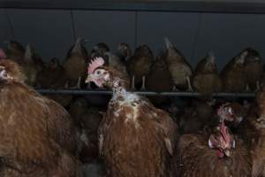 Hen with missing feathers - Farm Pride supplies free range and cage free eggs to major supermarkets under their own brand and is also a supplier for Coles brand free range eggs. Their Bears Lagoon farm supplies free range eggs from a system described by The Age as 'intensive free-range farming.'
In these sheds tens of thousands of birds struggle for space in filthy sheds. Hens showed evidence of reproductive illnesses and feather pecking, including missing feathers from their wings and necks. One chicken was filmed with a twisted, deformed leg, while others showed clear signs of being bullied by being pecked by other chickens.
Naturally, hens would form small groups with an established 'pecking order', however in these sheds, tens of thousands of birds are packed tightly together with only metal bars to perch on. This causes aggression, fighting and even cannibalisation which is recognised as the second most common cause of death on free range egg farms. - Captured at Farm Pride Bears Lagoon - Site 1, Bears Lagoon VIC Australia.