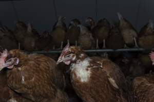 Hen with missing feathers - Farm Pride supplies free range and cage free eggs to major supermarkets under their own brand and is also a supplier for Coles brand free range eggs. Their Bears Lagoon farm supplies free range eggs from a system described by The Age as 'intensive free-range farming.'
In these sheds tens of thousands of birds struggle for space in filthy sheds. Hens showed evidence of reproductive illnesses and feather pecking, including missing feathers from their wings and necks. One chicken was filmed with a twisted, deformed leg, while others showed clear signs of being bullied by being pecked by other chickens.
Naturally, hens would form small groups with an established 'pecking order', however in these sheds, tens of thousands of birds are packed tightly together with only metal bars to perch on. This causes aggression, fighting and even cannibalisation which is recognised as the second most common cause of death on free range egg farms. - Captured at Farm Pride Bears Lagoon - Site 1, Bears Lagoon VIC Australia.