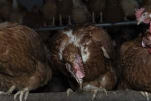 Hen with missing feathers - Farm Pride supplies free range and cage free eggs to major supermarkets under their own brand and is also a supplier for Coles brand free range eggs. Their Bears Lagoon farm supplies free range eggs from a system described by The Age as 'intensive free-range farming.'
In these sheds tens of thousands of birds struggle for space in filthy sheds. Hens showed evidence of reproductive illnesses and feather pecking, including missing feathers from their wings and necks. One chicken was filmed with a twisted, deformed leg, while others showed clear signs of being bullied by being pecked by other chickens.
Naturally, hens would form small groups with an established 'pecking order', however in these sheds, tens of thousands of birds are packed tightly together with only metal bars to perch on. This causes aggression, fighting and even cannibalisation which is recognised as the second most common cause of death on free range egg farms. - Captured at Farm Pride Bears Lagoon - Site 1, Bears Lagoon VIC Australia.