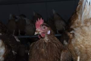 Free-Range Eggs Investigation 2025 - Farm Pride supplies free range and cage free eggs to major supermarkets under their own brand and is also a supplier for Coles brand free range eggs. Their Bears Lagoon farm supplies free range eggs from a system described by The Age as 'intensive free-range farming.'
In these sheds tens of thousands of birds struggle for space in filthy sheds. Hens showed evidence of reproductive illnesses and feather pecking, including missing feathers from their wings and necks. One chicken was filmed with a twisted, deformed leg, while others showed clear signs of being bullied by being pecked by other chickens.
Naturally, hens would form small groups with an established 'pecking order', however in these sheds, tens of thousands of birds are packed tightly together with only metal bars to perch on. This causes aggression, fighting and even cannibalisation which is recognised as the second most common cause of death on free range egg farms. - Captured at Farm Pride Bears Lagoon - Site 1, Bears Lagoon VIC Australia.