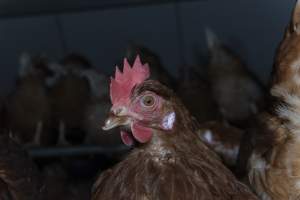 Free-Range Eggs Investigation 2025 - Farm Pride supplies free range and cage free eggs to major supermarkets under their own brand and is also a supplier for Coles brand free range eggs. Their Bears Lagoon farm supplies free range eggs from a system described by The Age as 'intensive free-range farming.'
In these sheds tens of thousands of birds struggle for space in filthy sheds. Hens showed evidence of reproductive illnesses and feather pecking, including missing feathers from their wings and necks. One chicken was filmed with a twisted, deformed leg, while others showed clear signs of being bullied by being pecked by other chickens.
Naturally, hens would form small groups with an established 'pecking order', however in these sheds, tens of thousands of birds are packed tightly together with only metal bars to perch on. This causes aggression, fighting and even cannibalisation which is recognised as the second most common cause of death on free range egg farms. - Captured at Farm Pride Bears Lagoon - Site 1, Bears Lagoon VIC Australia.