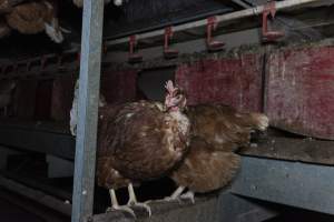 Free-Range Eggs Investigation 2025 - Farm Pride supplies free range and cage free eggs to major supermarkets under their own brand and is also a supplier for Coles brand free range eggs. Their Bears Lagoon farm supplies free range eggs from a system described by The Age as 'intensive free-range farming.'
In these sheds tens of thousands of birds struggle for space in filthy sheds. Hens showed evidence of reproductive illnesses and feather pecking, including missing feathers from their wings and necks. One chicken was filmed with a twisted, deformed leg, while others showed clear signs of being bullied by being pecked by other chickens.
Naturally, hens would form small groups with an established 'pecking order', however in these sheds, tens of thousands of birds are packed tightly together with only metal bars to perch on. This causes aggression, fighting and even cannibalisation which is recognised as the second most common cause of death on free range egg farms. - Captured at Farm Pride Bears Lagoon - Site 1, Bears Lagoon VIC Australia.