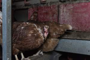 Free-Range Eggs Investigation 2025 - Farm Pride supplies free range and cage free eggs to major supermarkets under their own brand and is also a supplier for Coles brand free range eggs. Their Bears Lagoon farm supplies free range eggs from a system described by The Age as 'intensive free-range farming.'
In these sheds tens of thousands of birds struggle for space in filthy sheds. Hens showed evidence of reproductive illnesses and feather pecking, including missing feathers from their wings and necks. One chicken was filmed with a twisted, deformed leg, while others showed clear signs of being bullied by being pecked by other chickens.
Naturally, hens would form small groups with an established 'pecking order', however in these sheds, tens of thousands of birds are packed tightly together with only metal bars to perch on. This causes aggression, fighting and even cannibalisation which is recognised as the second most common cause of death on free range egg farms. - Captured at Farm Pride Bears Lagoon - Site 1, Bears Lagoon VIC Australia.