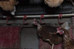 Hen with missing feathers from neck - Farm Pride supplies free range and cage free eggs to major supermarkets under their own brand and is also a supplier for Coles brand free range eggs. Their Bears Lagoon farm supplies free range eggs from a system described by The Age as 'intensive free-range farming.'
In these sheds tens of thousands of birds struggle for space in filthy sheds. Hens showed evidence of reproductive illnesses and feather pecking, including missing feathers from their wings and necks. One chicken was filmed with a twisted, deformed leg, while others showed clear signs of being bullied by being pecked by other chickens.
Naturally, hens would form small groups with an established 'pecking order', however in these sheds, tens of thousands of birds are packed tightly together with only metal bars to perch on. This causes aggression, fighting and even cannibalisation which is recognised as the second most common cause of death on free range egg farms. - Captured at Farm Pride Bears Lagoon - Site 1, Bears Lagoon VIC Australia.