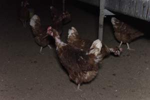 Free-Range Eggs Investigation 2025 - Farm Pride supplies free range and cage free eggs to major supermarkets under their own brand and is also a supplier for Coles brand free range eggs. Their Bears Lagoon farm supplies free range eggs from a system described by The Age as 'intensive free-range farming.'
In these sheds tens of thousands of birds struggle for space in filthy sheds. Hens showed evidence of reproductive illnesses and feather pecking, including missing feathers from their wings and necks. One chicken was filmed with a twisted, deformed leg, while others showed clear signs of being bullied by being pecked by other chickens.
Naturally, hens would form small groups with an established 'pecking order', however in these sheds, tens of thousands of birds are packed tightly together with only metal bars to perch on. This causes aggression, fighting and even cannibalisation which is recognised as the second most common cause of death on free range egg farms. - Captured at Farm Pride Bears Lagoon - Site 1, Bears Lagoon VIC Australia.