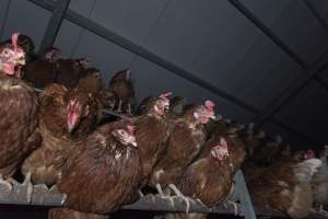 Free-Range Eggs Investigation 2025 - Farm Pride supplies free range and cage free eggs to major supermarkets under their own brand and is also a supplier for Coles brand free range eggs. Their Bears Lagoon farm supplies free range eggs from a system described by The Age as 'intensive free-range farming.'
In these sheds tens of thousands of birds struggle for space in filthy sheds. Hens showed evidence of reproductive illnesses and feather pecking, including missing feathers from their wings and necks. One chicken was filmed with a twisted, deformed leg, while others showed clear signs of being bullied by being pecked by other chickens.
Naturally, hens would form small groups with an established 'pecking order', however in these sheds, tens of thousands of birds are packed tightly together with only metal bars to perch on. This causes aggression, fighting and even cannibalisation which is recognised as the second most common cause of death on free range egg farms. - Captured at Farm Pride Bears Lagoon - Site 1, Bears Lagoon VIC Australia.
