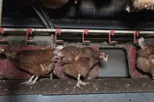 Free-Range Eggs Investigation 2025 - Farm Pride supplies free range and cage free eggs to major supermarkets under their own brand and is also a supplier for Coles brand free range eggs. Their Bears Lagoon farm supplies free range eggs from a system described by The Age as 'intensive free-range farming.'
In these sheds tens of thousands of birds struggle for space in filthy sheds. Hens showed evidence of reproductive illnesses and feather pecking, including missing feathers from their wings and necks. One chicken was filmed with a twisted, deformed leg, while others showed clear signs of being bullied by being pecked by other chickens.
Naturally, hens would form small groups with an established 'pecking order', however in these sheds, tens of thousands of birds are packed tightly together with only metal bars to perch on. This causes aggression, fighting and even cannibalisation which is recognised as the second most common cause of death on free range egg farms. - Captured at Farm Pride Bears Lagoon - Site 1, Bears Lagoon VIC Australia.