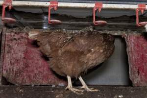 Free-Range Eggs Investigation 2025 - Farm Pride supplies free range and cage free eggs to major supermarkets under their own brand and is also a supplier for Coles brand free range eggs. Their Bears Lagoon farm supplies free range eggs from a system described by The Age as 'intensive free-range farming.'
In these sheds tens of thousands of birds struggle for space in filthy sheds. Hens showed evidence of reproductive illnesses and feather pecking, including missing feathers from their wings and necks. One chicken was filmed with a twisted, deformed leg, while others showed clear signs of being bullied by being pecked by other chickens.
Naturally, hens would form small groups with an established 'pecking order', however in these sheds, tens of thousands of birds are packed tightly together with only metal bars to perch on. This causes aggression, fighting and even cannibalisation which is recognised as the second most common cause of death on free range egg farms. - Captured at Farm Pride Bears Lagoon - Site 1, Bears Lagoon VIC Australia.