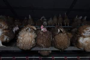 Free-Range Eggs Investigation 2025 - Farm Pride supplies free range and cage free eggs to major supermarkets under their own brand and is also a supplier for Coles brand free range eggs. Their Bears Lagoon farm supplies free range eggs from a system described by The Age as 'intensive free-range farming.'
In these sheds tens of thousands of birds struggle for space in filthy sheds. Hens showed evidence of reproductive illnesses and feather pecking, including missing feathers from their wings and necks. One chicken was filmed with a twisted, deformed leg, while others showed clear signs of being bullied by being pecked by other chickens.
Naturally, hens would form small groups with an established 'pecking order', however in these sheds, tens of thousands of birds are packed tightly together with only metal bars to perch on. This causes aggression, fighting and even cannibalisation which is recognised as the second most common cause of death on free range egg farms. - Captured at Farm Pride Bears Lagoon - Site 1, Bears Lagoon VIC Australia.