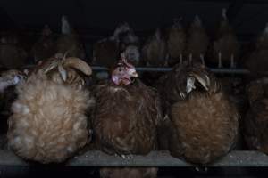 Free-Range Eggs Investigation 2025 - Farm Pride supplies free range and cage free eggs to major supermarkets under their own brand and is also a supplier for Coles brand free range eggs. Their Bears Lagoon farm supplies free range eggs from a system described by The Age as 'intensive free-range farming.'
In these sheds tens of thousands of birds struggle for space in filthy sheds. Hens showed evidence of reproductive illnesses and feather pecking, including missing feathers from their wings and necks. One chicken was filmed with a twisted, deformed leg, while others showed clear signs of being bullied by being pecked by other chickens.
Naturally, hens would form small groups with an established 'pecking order', however in these sheds, tens of thousands of birds are packed tightly together with only metal bars to perch on. This causes aggression, fighting and even cannibalisation which is recognised as the second most common cause of death on free range egg farms. - Captured at Farm Pride Bears Lagoon - Site 1, Bears Lagoon VIC Australia.