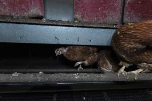 Free-Range Eggs Investigation 2025 - Farm Pride supplies free range and cage free eggs to major supermarkets under their own brand and is also a supplier for Coles brand free range eggs. Their Bears Lagoon farm supplies free range eggs from a system described by The Age as 'intensive free-range farming.'
In these sheds tens of thousands of birds struggle for space in filthy sheds. Hens showed evidence of reproductive illnesses and feather pecking, including missing feathers from their wings and necks. One chicken was filmed with a twisted, deformed leg, while others showed clear signs of being bullied by being pecked by other chickens.
Naturally, hens would form small groups with an established 'pecking order', however in these sheds, tens of thousands of birds are packed tightly together with only metal bars to perch on. This causes aggression, fighting and even cannibalisation which is recognised as the second most common cause of death on free range egg farms. - Captured at Farm Pride Bears Lagoon - Site 1, Bears Lagoon VIC Australia.