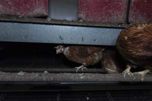 Free-Range Eggs Investigation 2025 - Farm Pride supplies free range and cage free eggs to major supermarkets under their own brand and is also a supplier for Coles brand free range eggs. Their Bears Lagoon farm supplies free range eggs from a system described by The Age as 'intensive free-range farming.'
In these sheds tens of thousands of birds struggle for space in filthy sheds. Hens showed evidence of reproductive illnesses and feather pecking, including missing feathers from their wings and necks. One chicken was filmed with a twisted, deformed leg, while others showed clear signs of being bullied by being pecked by other chickens.
Naturally, hens would form small groups with an established 'pecking order', however in these sheds, tens of thousands of birds are packed tightly together with only metal bars to perch on. This causes aggression, fighting and even cannibalisation which is recognised as the second most common cause of death on free range egg farms. - Captured at Farm Pride Bears Lagoon - Site 1, Bears Lagoon VIC Australia.