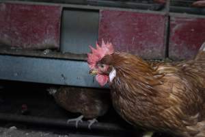 Free-Range Eggs Investigation 2025 - Farm Pride supplies free range and cage free eggs to major supermarkets under their own brand and is also a supplier for Coles brand free range eggs. Their Bears Lagoon farm supplies free range eggs from a system described by The Age as 'intensive free-range farming.'
In these sheds tens of thousands of birds struggle for space in filthy sheds. Hens showed evidence of reproductive illnesses and feather pecking, including missing feathers from their wings and necks. One chicken was filmed with a twisted, deformed leg, while others showed clear signs of being bullied by being pecked by other chickens.
Naturally, hens would form small groups with an established 'pecking order', however in these sheds, tens of thousands of birds are packed tightly together with only metal bars to perch on. This causes aggression, fighting and even cannibalisation which is recognised as the second most common cause of death on free range egg farms. - Captured at Farm Pride Bears Lagoon - Site 1, Bears Lagoon VIC Australia.