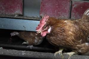 Free-Range Eggs Investigation 2025 - Farm Pride supplies free range and cage free eggs to major supermarkets under their own brand and is also a supplier for Coles brand free range eggs. Their Bears Lagoon farm supplies free range eggs from a system described by The Age as 'intensive free-range farming.'
In these sheds tens of thousands of birds struggle for space in filthy sheds. Hens showed evidence of reproductive illnesses and feather pecking, including missing feathers from their wings and necks. One chicken was filmed with a twisted, deformed leg, while others showed clear signs of being bullied by being pecked by other chickens.
Naturally, hens would form small groups with an established 'pecking order', however in these sheds, tens of thousands of birds are packed tightly together with only metal bars to perch on. This causes aggression, fighting and even cannibalisation which is recognised as the second most common cause of death on free range egg farms. - Captured at Farm Pride Bears Lagoon - Site 1, Bears Lagoon VIC Australia.