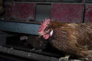 Free-Range Eggs Investigation 2025 - Farm Pride supplies free range and cage free eggs to major supermarkets under their own brand and is also a supplier for Coles brand free range eggs. Their Bears Lagoon farm supplies free range eggs from a system described by The Age as 'intensive free-range farming.'
In these sheds tens of thousands of birds struggle for space in filthy sheds. Hens showed evidence of reproductive illnesses and feather pecking, including missing feathers from their wings and necks. One chicken was filmed with a twisted, deformed leg, while others showed clear signs of being bullied by being pecked by other chickens.
Naturally, hens would form small groups with an established 'pecking order', however in these sheds, tens of thousands of birds are packed tightly together with only metal bars to perch on. This causes aggression, fighting and even cannibalisation which is recognised as the second most common cause of death on free range egg farms. - Captured at Farm Pride Bears Lagoon - Site 1, Bears Lagoon VIC Australia.