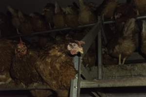 Free-Range Eggs Investigation 2025 - Farm Pride supplies free range and cage free eggs to major supermarkets under their own brand and is also a supplier for Coles brand free range eggs. Their Bears Lagoon farm supplies free range eggs from a system described by The Age as 'intensive free-range farming.'
In these sheds tens of thousands of birds struggle for space in filthy sheds. Hens showed evidence of reproductive illnesses and feather pecking, including missing feathers from their wings and necks. One chicken was filmed with a twisted, deformed leg, while others showed clear signs of being bullied by being pecked by other chickens.
Naturally, hens would form small groups with an established 'pecking order', however in these sheds, tens of thousands of birds are packed tightly together with only metal bars to perch on. This causes aggression, fighting and even cannibalisation which is recognised as the second most common cause of death on free range egg farms. - Captured at Farm Pride Bears Lagoon - Site 1, Bears Lagoon VIC Australia.