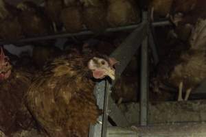 Free-Range Eggs Investigation 2025 - Farm Pride supplies free range and cage free eggs to major supermarkets under their own brand and is also a supplier for Coles brand free range eggs. Their Bears Lagoon farm supplies free range eggs from a system described by The Age as 'intensive free-range farming.'
In these sheds tens of thousands of birds struggle for space in filthy sheds. Hens showed evidence of reproductive illnesses and feather pecking, including missing feathers from their wings and necks. One chicken was filmed with a twisted, deformed leg, while others showed clear signs of being bullied by being pecked by other chickens.
Naturally, hens would form small groups with an established 'pecking order', however in these sheds, tens of thousands of birds are packed tightly together with only metal bars to perch on. This causes aggression, fighting and even cannibalisation which is recognised as the second most common cause of death on free range egg farms. - Captured at Farm Pride Bears Lagoon - Site 1, Bears Lagoon VIC Australia.