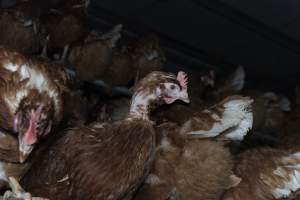 Hen with missing feathers from neck - Farm Pride supplies free range and cage free eggs to major supermarkets under their own brand and is also a supplier for Coles brand free range eggs. Their Bears Lagoon farm supplies free range eggs from a system described by The Age as 'intensive free-range farming.'
In these sheds tens of thousands of birds struggle for space in filthy sheds. Hens showed evidence of reproductive illnesses and feather pecking, including missing feathers from their wings and necks. One chicken was filmed with a twisted, deformed leg, while others showed clear signs of being bullied by being pecked by other chickens.
Naturally, hens would form small groups with an established 'pecking order', however in these sheds, tens of thousands of birds are packed tightly together with only metal bars to perch on. This causes aggression, fighting and even cannibalisation which is recognised as the second most common cause of death on free range egg farms. - Captured at Farm Pride Bears Lagoon - Site 1, Bears Lagoon VIC Australia.