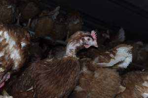 Hen with missing feathers from neck - Farm Pride supplies free range and cage free eggs to major supermarkets under their own brand and is also a supplier for Coles brand free range eggs. Their Bears Lagoon farm supplies free range eggs from a system described by The Age as 'intensive free-range farming.'
In these sheds tens of thousands of birds struggle for space in filthy sheds. Hens showed evidence of reproductive illnesses and feather pecking, including missing feathers from their wings and necks. One chicken was filmed with a twisted, deformed leg, while others showed clear signs of being bullied by being pecked by other chickens.
Naturally, hens would form small groups with an established 'pecking order', however in these sheds, tens of thousands of birds are packed tightly together with only metal bars to perch on. This causes aggression, fighting and even cannibalisation which is recognised as the second most common cause of death on free range egg farms. - Captured at Farm Pride Bears Lagoon - Site 1, Bears Lagoon VIC Australia.