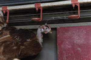 Hen with missing feathers from neck - Farm Pride supplies free range and cage free eggs to major supermarkets under their own brand and is also a supplier for Coles brand free range eggs. Their Bears Lagoon farm supplies free range eggs from a system described by The Age as 'intensive free-range farming.'
In these sheds tens of thousands of birds struggle for space in filthy sheds. Hens showed evidence of reproductive illnesses and feather pecking, including missing feathers from their wings and necks. One chicken was filmed with a twisted, deformed leg, while others showed clear signs of being bullied by being pecked by other chickens.
Naturally, hens would form small groups with an established 'pecking order', however in these sheds, tens of thousands of birds are packed tightly together with only metal bars to perch on. This causes aggression, fighting and even cannibalisation which is recognised as the second most common cause of death on free range egg farms. - Captured at Farm Pride Bears Lagoon - Site 1, Bears Lagoon VIC Australia.