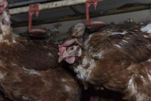 Hen with missing feathers from neck - Farm Pride supplies free range and cage free eggs to major supermarkets under their own brand and is also a supplier for Coles brand free range eggs. Their Bears Lagoon farm supplies free range eggs from a system described by The Age as 'intensive free-range farming.'
In these sheds tens of thousands of birds struggle for space in filthy sheds. Hens showed evidence of reproductive illnesses and feather pecking, including missing feathers from their wings and necks. One chicken was filmed with a twisted, deformed leg, while others showed clear signs of being bullied by being pecked by other chickens.
Naturally, hens would form small groups with an established 'pecking order', however in these sheds, tens of thousands of birds are packed tightly together with only metal bars to perch on. This causes aggression, fighting and even cannibalisation which is recognised as the second most common cause of death on free range egg farms. - Captured at Farm Pride Bears Lagoon - Site 1, Bears Lagoon VIC Australia.