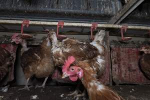 Hen with missing feathers - Farm Pride supplies free range and cage free eggs to major supermarkets under their own brand and is also a supplier for Coles brand free range eggs. Their Bears Lagoon farm supplies free range eggs from a system described by The Age as 'intensive free-range farming.'
In these sheds tens of thousands of birds struggle for space in filthy sheds. Hens showed evidence of reproductive illnesses and feather pecking, including missing feathers from their wings and necks. One chicken was filmed with a twisted, deformed leg, while others showed clear signs of being bullied by being pecked by other chickens.
Naturally, hens would form small groups with an established 'pecking order', however in these sheds, tens of thousands of birds are packed tightly together with only metal bars to perch on. This causes aggression, fighting and even cannibalisation which is recognised as the second most common cause of death on free range egg farms. - Captured at Farm Pride Bears Lagoon - Site 1, Bears Lagoon VIC Australia.