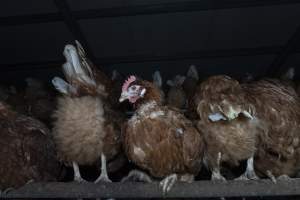 Free-Range Eggs Investigation 2025 - Farm Pride supplies free range and cage free eggs to major supermarkets under their own brand and is also a supplier for Coles brand free range eggs. Their Bears Lagoon farm supplies free range eggs from a system described by The Age as 'intensive free-range farming.'
In these sheds tens of thousands of birds struggle for space in filthy sheds. Hens showed evidence of reproductive illnesses and feather pecking, including missing feathers from their wings and necks. One chicken was filmed with a twisted, deformed leg, while others showed clear signs of being bullied by being pecked by other chickens.
Naturally, hens would form small groups with an established 'pecking order', however in these sheds, tens of thousands of birds are packed tightly together with only metal bars to perch on. This causes aggression, fighting and even cannibalisation which is recognised as the second most common cause of death on free range egg farms. - Captured at Farm Pride Bears Lagoon - Site 1, Bears Lagoon VIC Australia.