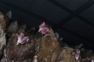 Free-Range Eggs Investigation 2025 - Farm Pride supplies free range and cage free eggs to major supermarkets under their own brand and is also a supplier for Coles brand free range eggs. Their Bears Lagoon farm supplies free range eggs from a system described by The Age as 'intensive free-range farming.'

In these sheds tens of thousands of birds struggle for space in filthy sheds. Hens showed evidence of reproductive illnesses and feather pecking, including missing feathers from their wings and necks. One chicken was filmed with a twisted, deformed leg, while others showed clear signs of being bullied by being pecked by other chickens.

Naturally, hens would form small groups with an established 'pecking order', however in these sheds, tens of thousands of birds are packed tightly together with only metal bars to perch on. This causes aggression, fighting and even cannibalisation which is recognised as the second most common cause of death on free range egg farms. - Captured at Farm Pride Bears Lagoon - Site 1, Bears Lagoon VIC Australia.