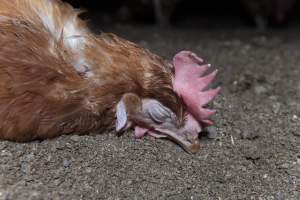 Unwell hen on floor of shed - Farm Pride supplies free range and cage free eggs to major supermarkets under their own brand and is also a supplier for Coles brand free range eggs. Their Bears Lagoon farm supplies free range eggs from a system described by The Age as 'intensive free-range farming.'
In these sheds tens of thousands of birds struggle for space in filthy sheds. Hens showed evidence of reproductive illnesses and feather pecking, including missing feathers from their wings and necks. One chicken was filmed with a twisted, deformed leg, while others showed clear signs of being bullied by being pecked by other chickens.
Naturally, hens would form small groups with an established 'pecking order', however in these sheds, tens of thousands of birds are packed tightly together with only metal bars to perch on. This causes aggression, fighting and even cannibalisation which is recognised as the second most common cause of death on free range egg farms. - Captured at Farm Pride Bears Lagoon - Site 1, Bears Lagoon VIC Australia.