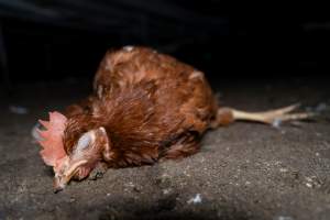 Injured hen lying on ground - 2025 Investigation into Lemitech's farm in Teesdale. We found despondent hens inside filthy sheds as well as dozens of dead hens overflowing from a bin where their bodies had been dumped. Some hens were found struggling to breathe or stand in the cramped sheds, while others had bleeding wounds from being pecked by other hens.
In barn laid or cage free systems, hens are kept confined to sheds for their entire lives. Often, tiered metal perches will allow the birds to roost, while nesting boxes are placed on top of metal flooring. In Australia, there are no legal requirements or standards which apply to cage-free or 'barn-laid' egg production systems. This means farmers will often pack as many hens as possible into these sheds to maximise production and account for the enormous number of birds who die from sickness or injury.
- Captured at Barn-laid egg farm, Teesdale VIC Australia.