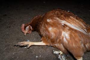 Injured hen lying on ground - 2025 Investigation into Lemitech's farm in Teesdale. We found despondent hens inside filthy sheds as well as dozens of dead hens overflowing from a bin where their bodies had been dumped. Some hens were found struggling to breathe or stand in the cramped sheds, while others had bleeding wounds from being pecked by other hens.
In barn laid or cage free systems, hens are kept confined to sheds for their entire lives. Often, tiered metal perches will allow the birds to roost, while nesting boxes are placed on top of metal flooring. In Australia, there are no legal requirements or standards which apply to cage-free or 'barn-laid' egg production systems. This means farmers will often pack as many hens as possible into these sheds to maximise production and account for the enormous number of birds who die from sickness or injury.
- Captured at Barn-laid egg farm, Teesdale VIC Australia.