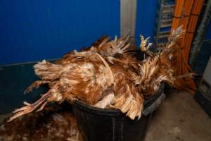 Dead hens in bin - 2025 Investigation into Lemitech's farm in Teesdale. We found despondent hens inside filthy sheds as well as dozens of dead hens overflowing from a bin where their bodies had been dumped. Some hens were found struggling to breathe or stand in the cramped sheds, while others had bleeding wounds from being pecked by other hens.
In barn laid or cage free systems, hens are kept confined to sheds for their entire lives. Often, tiered metal perches will allow the birds to roost, while nesting boxes are placed on top of metal flooring. In Australia, there are no legal requirements or standards which apply to cage-free or 'barn-laid' egg production systems. This means farmers will often pack as many hens as possible into these sheds to maximise production and account for the enormous number of birds who die from sickness or injury.
- Captured at Barn-laid egg farm, Teesdale VIC Australia.