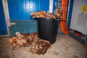 Dead hens in bin - 2025 Investigation into Lemitech's farm in Teesdale. We found despondent hens inside filthy sheds as well as dozens of dead hens overflowing from a bin where their bodies had been dumped. Some hens were found struggling to breathe or stand in the cramped sheds, while others had bleeding wounds from being pecked by other hens.
In barn laid or cage free systems, hens are kept confined to sheds for their entire lives. Often, tiered metal perches will allow the birds to roost, while nesting boxes are placed on top of metal flooring. In Australia, there are no legal requirements or standards which apply to cage-free or 'barn-laid' egg production systems. This means farmers will often pack as many hens as possible into these sheds to maximise production and account for the enormous number of birds who die from sickness or injury.
- Captured at Barn-laid egg farm, Teesdale VIC Australia.