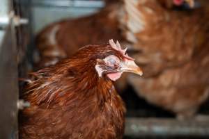 Hen with eye infection - 2025 Investigation into Lemitech's farm in Teesdale. We found despondent hens inside filthy sheds as well as dozens of dead hens overflowing from a bin where their bodies had been dumped. Some hens were found struggling to breathe or stand in the cramped sheds, while others had bleeding wounds from being pecked by other hens.
In barn laid or cage free systems, hens are kept confined to sheds for their entire lives. Often, tiered metal perches will allow the birds to roost, while nesting boxes are placed on top of metal flooring. In Australia, there are no legal requirements or standards which apply to cage-free or 'barn-laid' egg production systems. This means farmers will often pack as many hens as possible into these sheds to maximise production and account for the enormous number of birds who die from sickness or injury.
- Captured at Barn-laid egg farm, Teesdale VIC Australia.