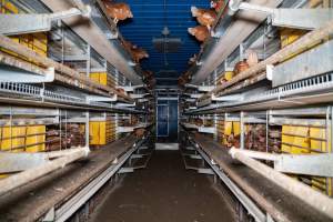 Barn Laid Egg Investigation 2025 - 2025 Investigation into Lemitech's farm in Teesdale. We found despondent hens inside filthy sheds as well as dozens of dead hens overflowing from a bin where their bodies had been dumped. Some hens were found struggling to breathe or stand in the cramped sheds, while others had bleeding wounds from being pecked by other hens.
In barn laid or cage free systems, hens are kept confined to sheds for their entire lives. Often, tiered metal perches will allow the birds to roost, while nesting boxes are placed on top of metal flooring. In Australia, there are no legal requirements or standards which apply to cage-free or 'barn-laid' egg production systems. This means farmers will often pack as many hens as possible into these sheds to maximise production and account for the enormous number of birds who die from sickness or injury.
- Captured at Barn-laid egg farm, Teesdale VIC Australia.