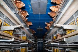 Barn Laid Egg Investigation 2025 - 2025 Investigation into Lemitech's farm in Teesdale. We found despondent hens inside filthy sheds as well as dozens of dead hens overflowing from a bin where their bodies had been dumped. Some hens were found struggling to breathe or stand in the cramped sheds, while others had bleeding wounds from being pecked by other hens.
In barn laid or cage free systems, hens are kept confined to sheds for their entire lives. Often, tiered metal perches will allow the birds to roost, while nesting boxes are placed on top of metal flooring. In Australia, there are no legal requirements or standards which apply to cage-free or 'barn-laid' egg production systems. This means farmers will often pack as many hens as possible into these sheds to maximise production and account for the enormous number of birds who die from sickness or injury.
- Captured at Barn-laid egg farm, Teesdale VIC Australia.