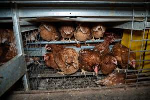 Barn Laid Egg Investigation 2025 - 2025 Investigation into Lemitech's farm in Teesdale. We found despondent hens inside filthy sheds as well as dozens of dead hens overflowing from a bin where their bodies had been dumped. Some hens were found struggling to breathe or stand in the cramped sheds, while others had bleeding wounds from being pecked by other hens.
In barn laid or cage free systems, hens are kept confined to sheds for their entire lives. Often, tiered metal perches will allow the birds to roost, while nesting boxes are placed on top of metal flooring. In Australia, there are no legal requirements or standards which apply to cage-free or 'barn-laid' egg production systems. This means farmers will often pack as many hens as possible into these sheds to maximise production and account for the enormous number of birds who die from sickness or injury.
- Captured at Barn-laid egg farm, Teesdale VIC Australia.