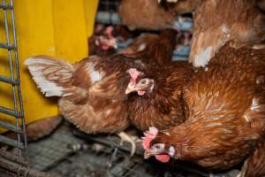 Barn Laid Egg Investigation 2025 - 2025 Investigation into Lemitech's farm in Teesdale. We found despondent hens inside filthy sheds as well as dozens of dead hens overflowing from a bin where their bodies had been dumped. Some hens were found struggling to breathe or stand in the cramped sheds, while others had bleeding wounds from being pecked by other hens.
In barn laid or cage free systems, hens are kept confined to sheds for their entire lives. Often, tiered metal perches will allow the birds to roost, while nesting boxes are placed on top of metal flooring. In Australia, there are no legal requirements or standards which apply to cage-free or 'barn-laid' egg production systems. This means farmers will often pack as many hens as possible into these sheds to maximise production and account for the enormous number of birds who die from sickness or injury.
- Captured at Barn-laid egg farm, Teesdale VIC Australia.